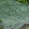 Dichondra Silver Falls 4.5" - Image 2